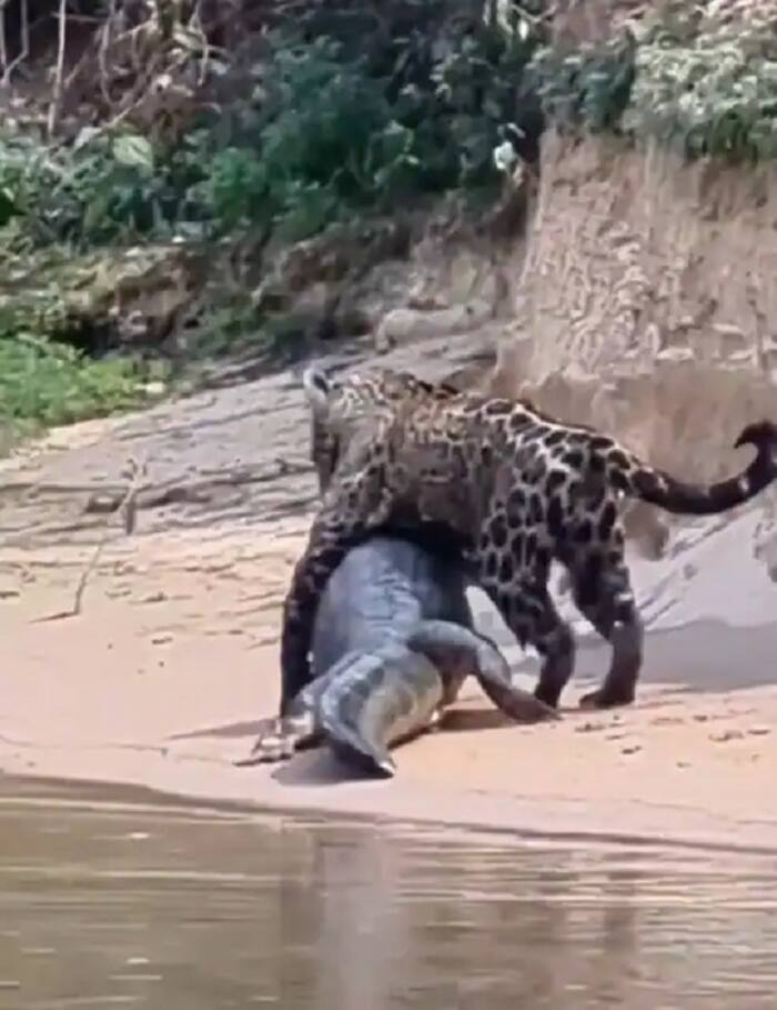 Jaguar Jumps Into Lake, Hunts Crocodile In Just One Bite. SEE PICS