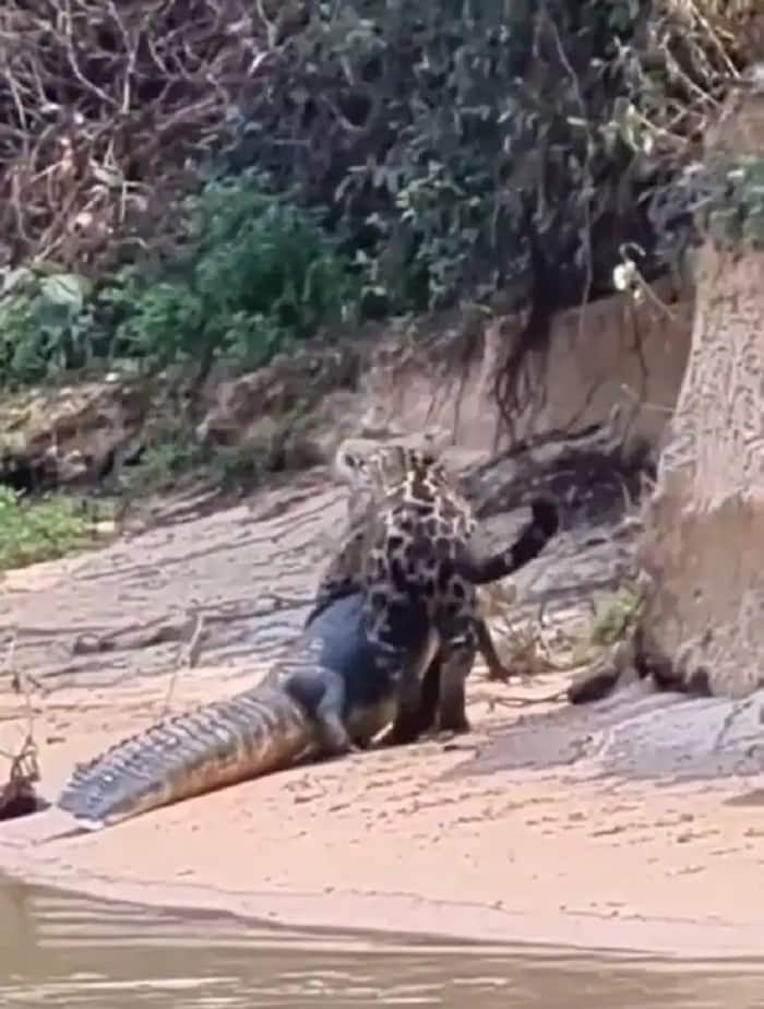 Jaguar Jumps Into Lake, Hunts Crocodile In Just One Bite. SEE PICS