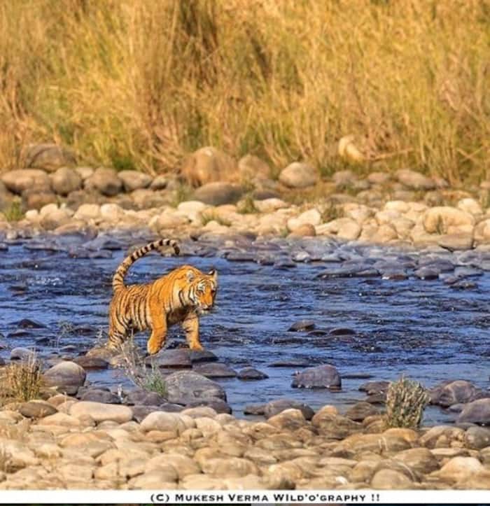 Jim Corbett National Park