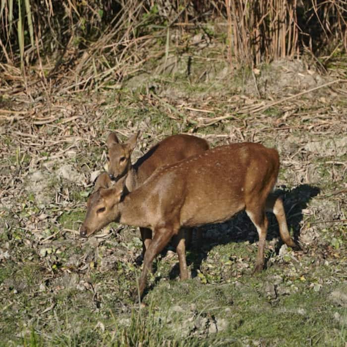 Kaziranga National Park sits in the floodplains of Assam and provides a vital sanctuary for the world’s largest population of the Greater One-Horned Rhinoceros.