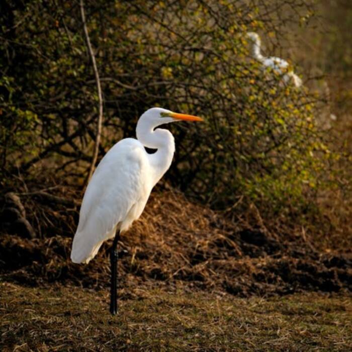 Keoladeo National Park is a man-made wetland in Rajasthan that serves as a premier bird sanctuary, hosting thousands of migratory waterfowl every winter.