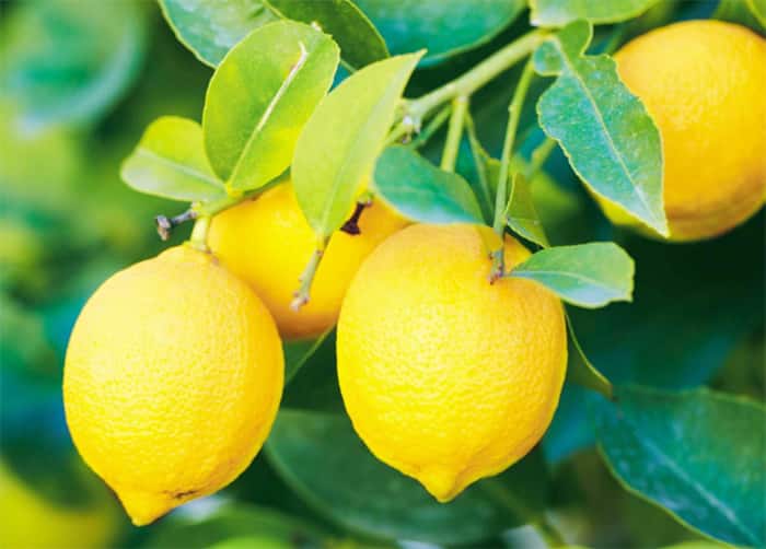 Lemon