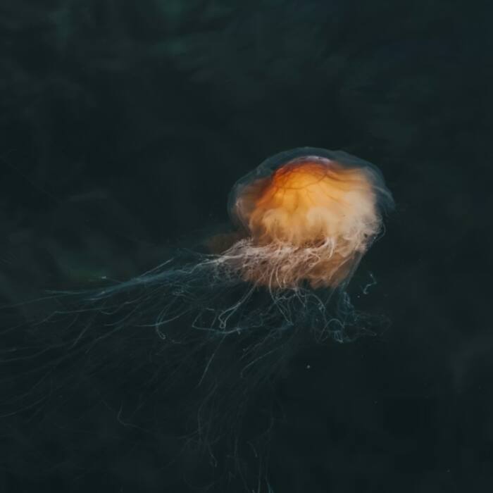 Lion   s mane jellyfish
