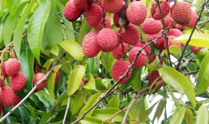 Litchi