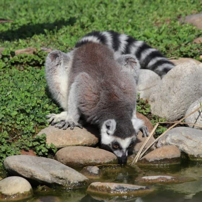 Madagascar
