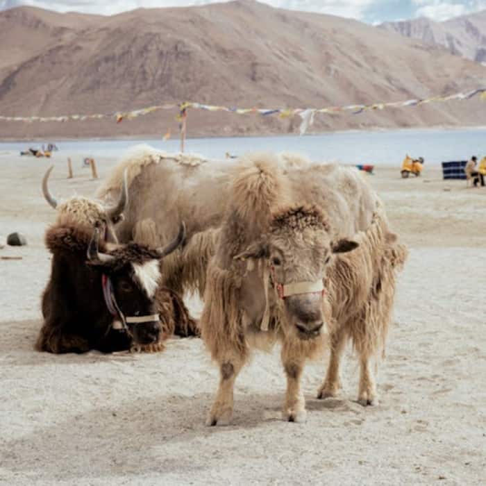 Magnetic Hill  Ladakh