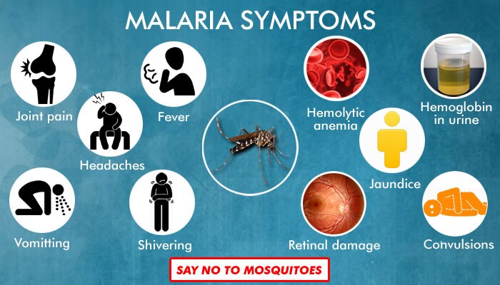 Malaria Dengue And Chikungunya