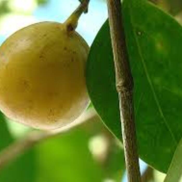 Manchineel is so poisonous that even its sap and rainwater can burn human skin.
