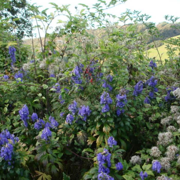 Monkshood was historically used as a deadly poison on hunting arrows.