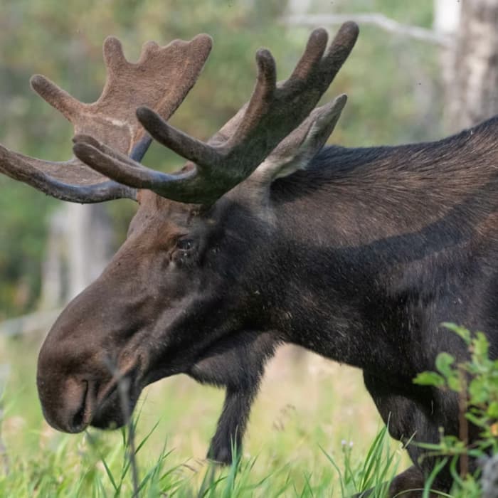 Moose