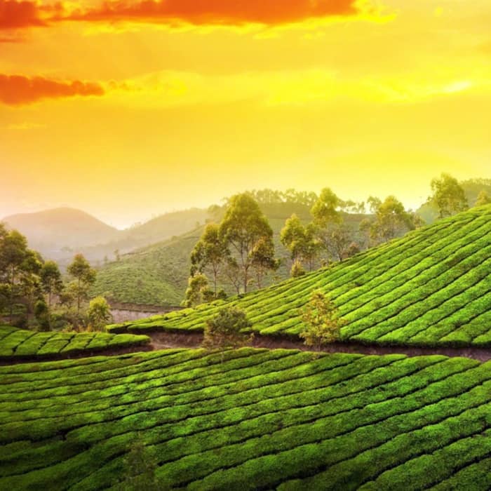 Munnar  Kerala