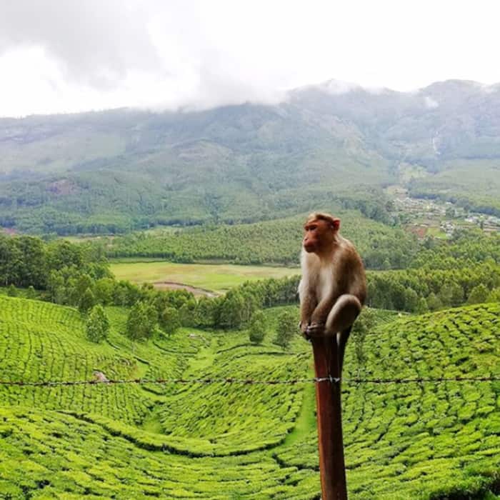 Munnar, Kerala