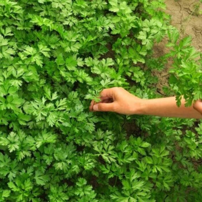 Natural detoxifier