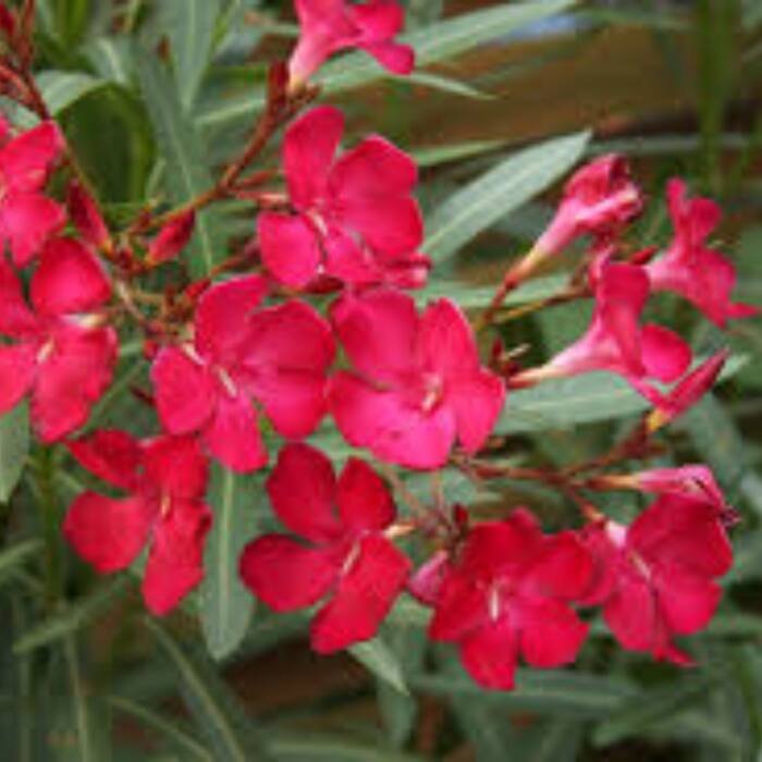 Oleander is deadly in every part, though its bitter taste prevents many poisonings.