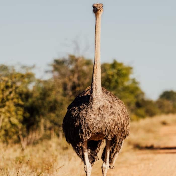 Ostrich