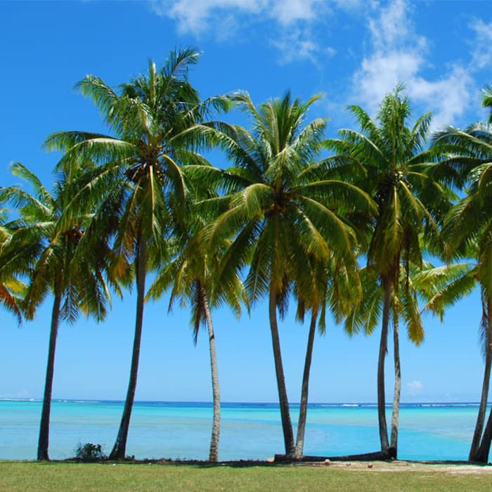 Palm tress