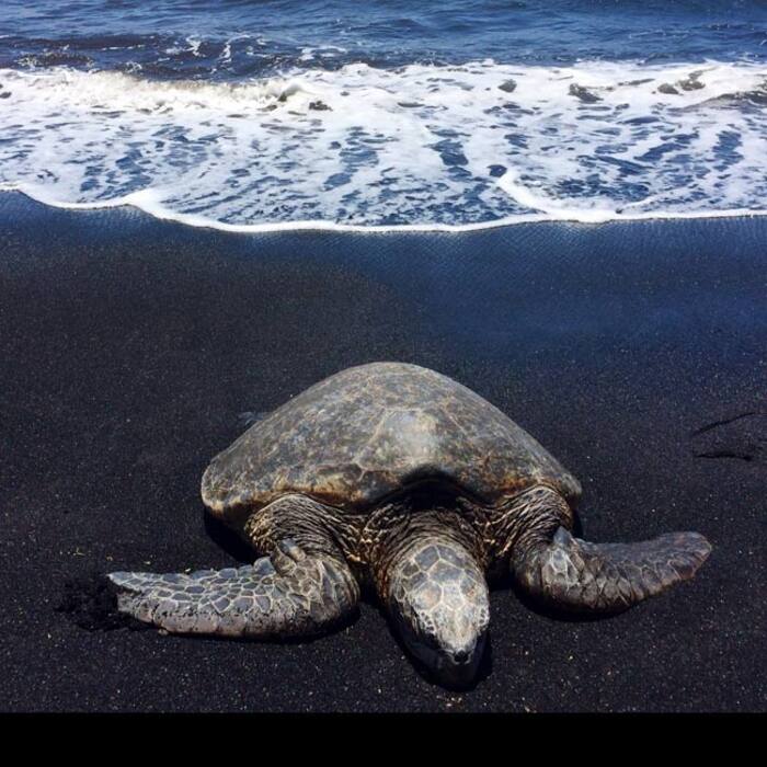 Panaluu Black Sand Beach in Hawaii