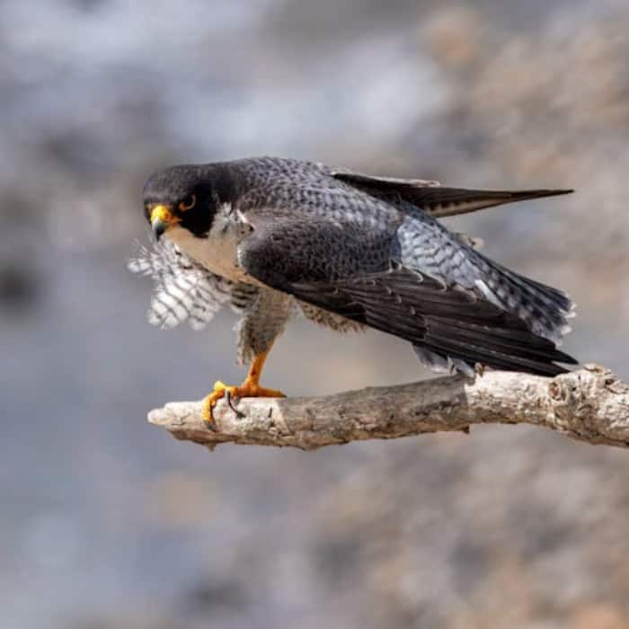 Peregrine Falcon
