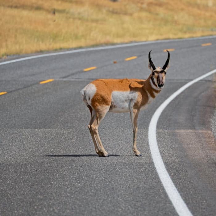 Pronghorn
