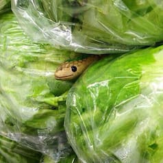 April Fool Day 2017 special: Best and quick pranks to make everyone go ROFL!