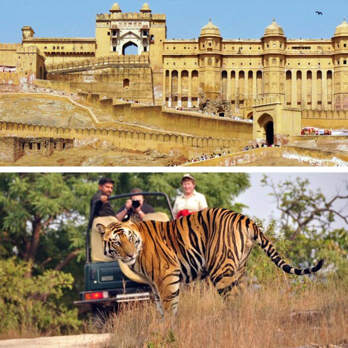 Ranthambore  Rajasthan