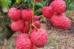 5 Powerful Health Benefits Of Litchis You Should Know
