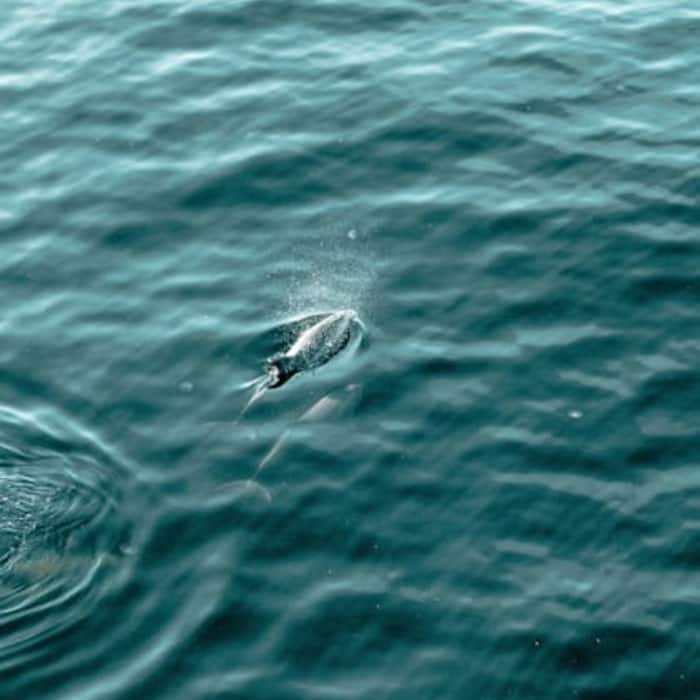 Sailfish
