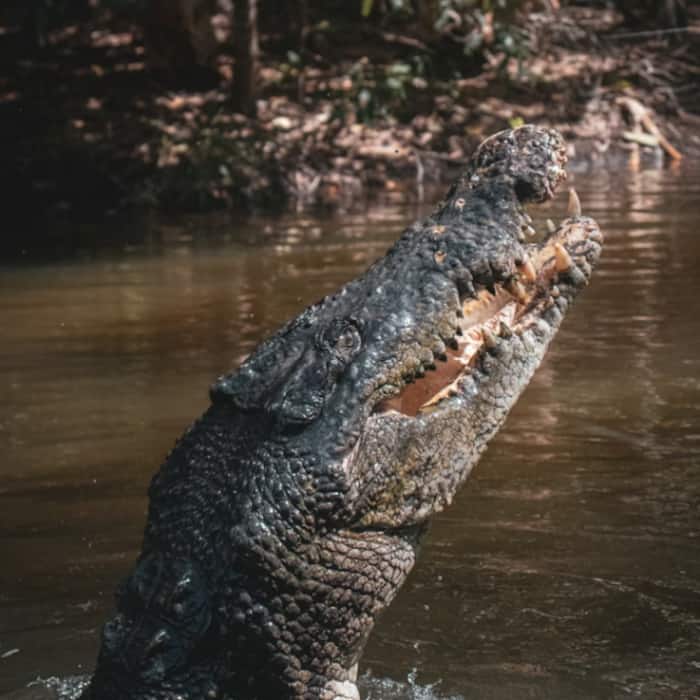 Saltwater crocodiles
