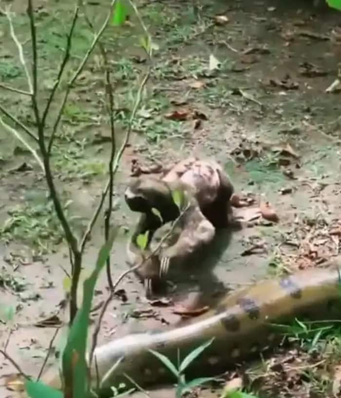 Sloth follows snake towards jungle