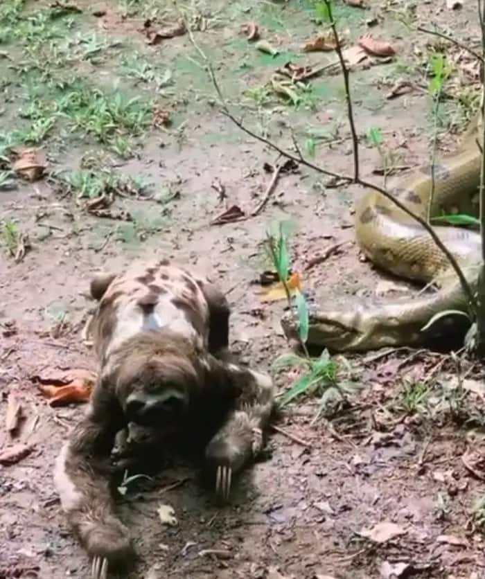 sloth moves away