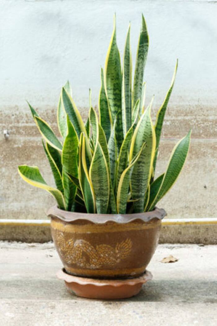 Snake Plant