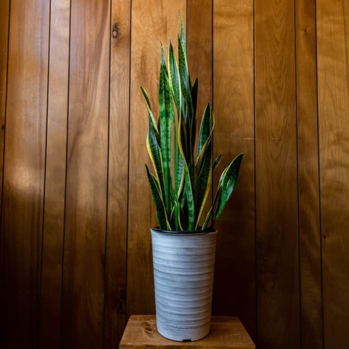 Snake Plant Brings Good Luck In Terms Of Feng Shui