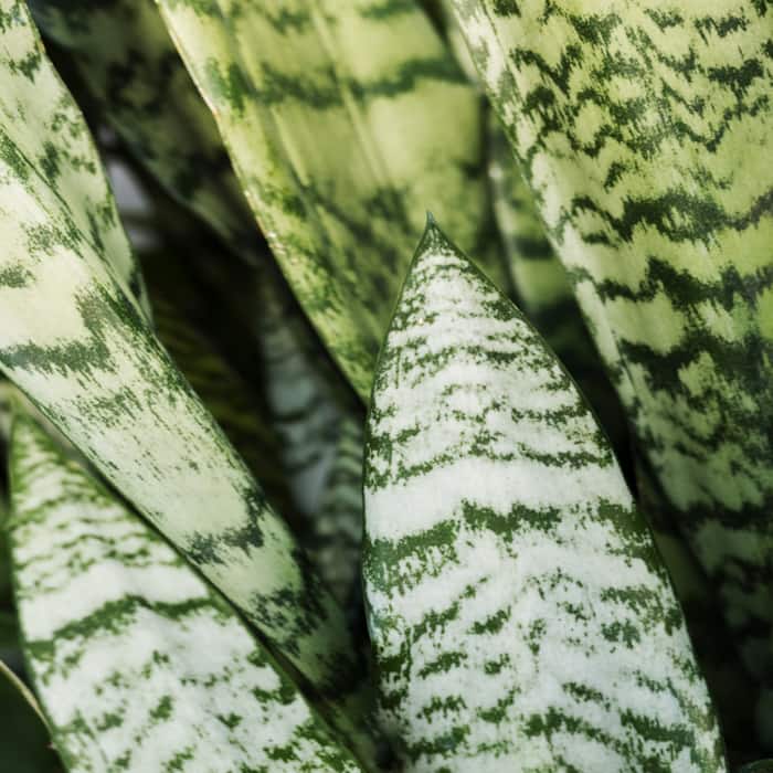Snake Plant Can Sustain Lifelong