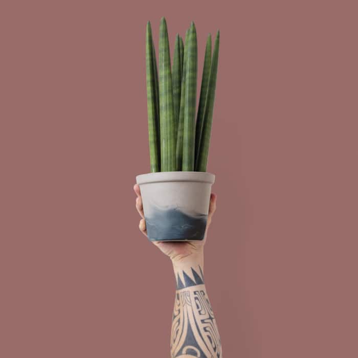 Snake Plant Gives an Aesthetic Look at Home