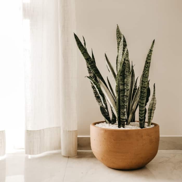 Snake Plant Helps In Producing Oxygen