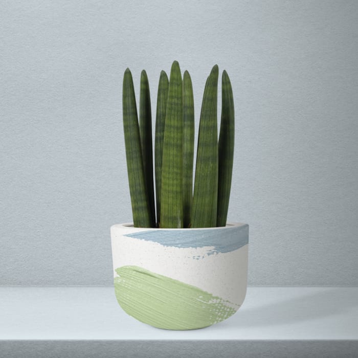 Snake Plant Manages Regulation of Humidity