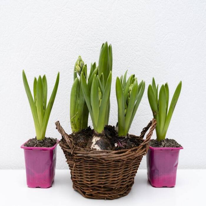 Snake Plant Provides Relief From Various Allergies