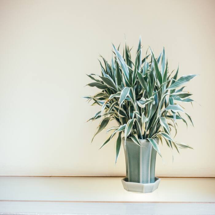 Snake Plant Requires Minimal Attention