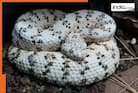 The Snake village of India is located in THIS state, reason will amaze you