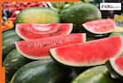 This city is called the Watermelon capital of India; here's why