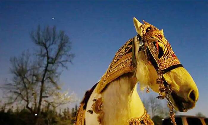 Son-in-Law of Politics: Candidate Arrives on Horse in Groom’s Attire to File Nomination