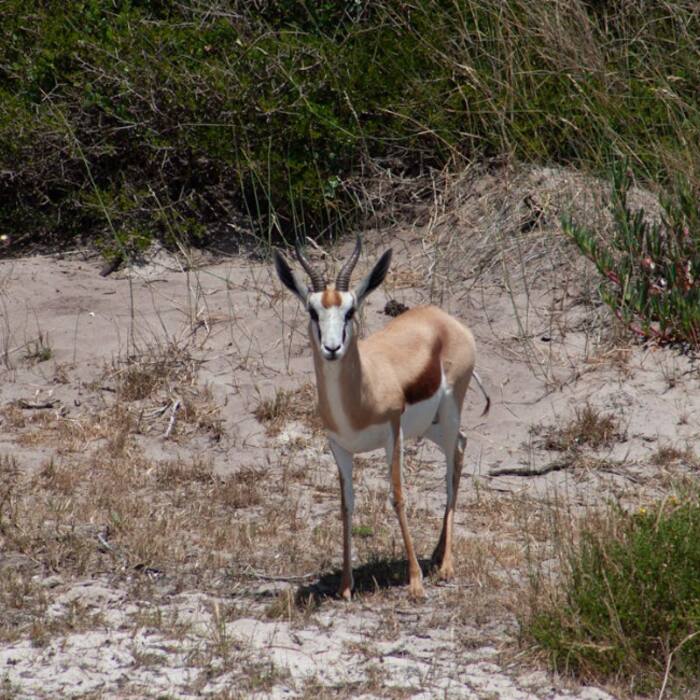 Springbok