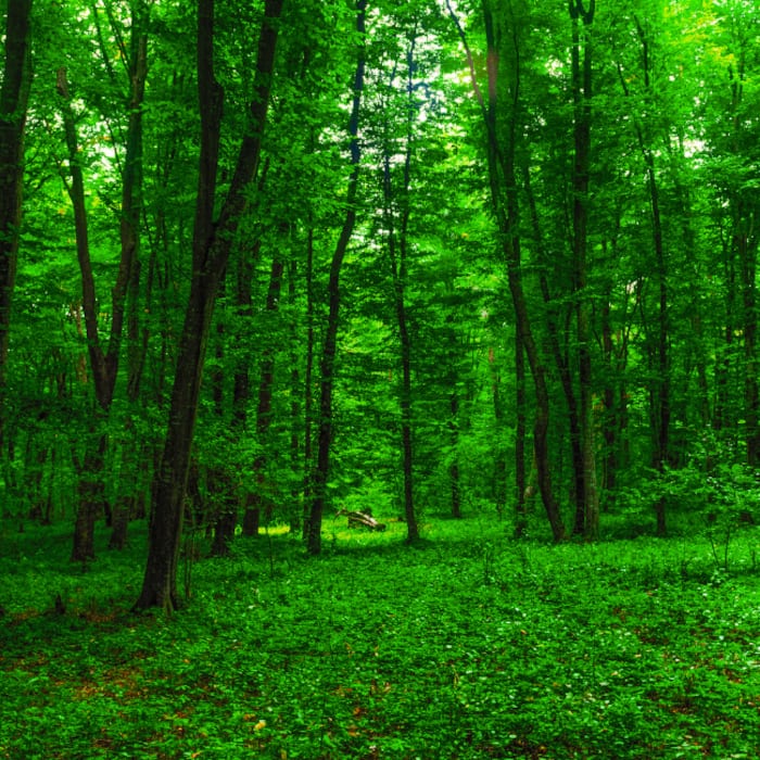 Taiga Forest  almost 11 5 million sq km 