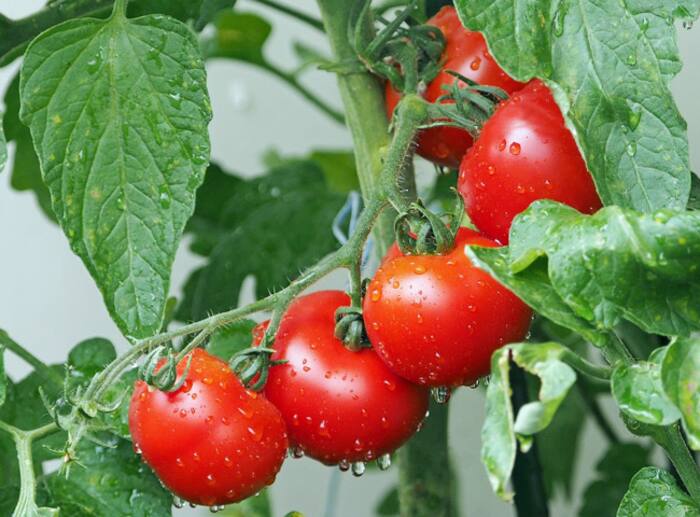 Tomato