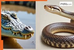 Top 10 dangerous reptiles in the world