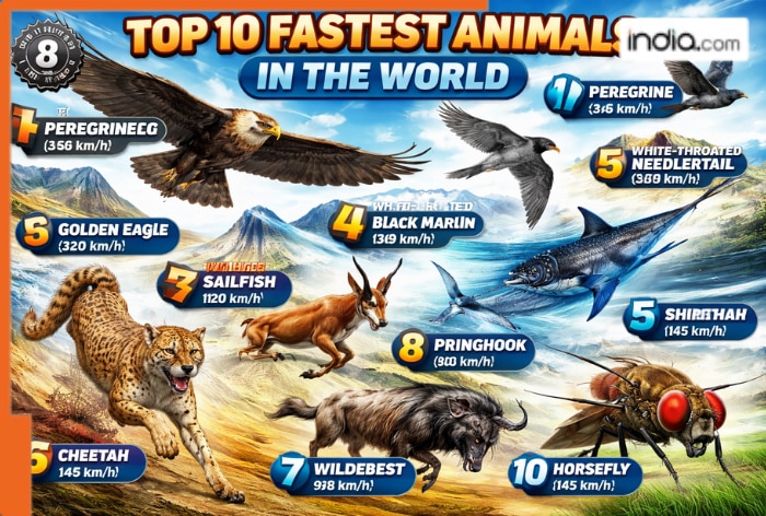 Top 10 fastest animals in the world