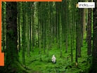 Top 10 largest forests in the world
