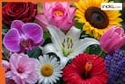 Top 10 most beautiful flowers