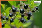 Top 10 most poisonous plants in the world
