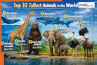 Top 10 tallest animals in the world